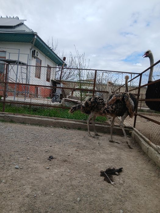 Страусы. Туякуш жужалари