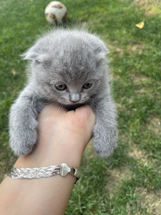 Mushuk Scottish Fold