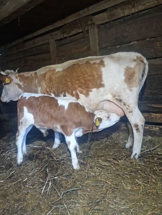 Vând 2 vaci Bălțată românească