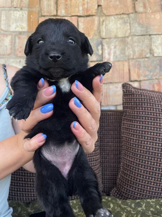 Отдам щенков в хорошие руки