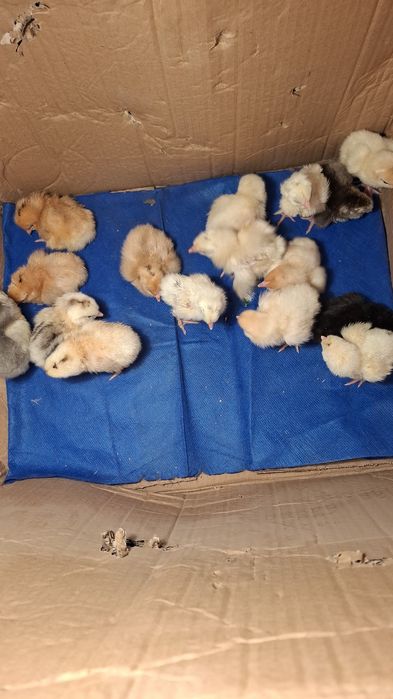 Здравствуйте. Продам домашних цыплят