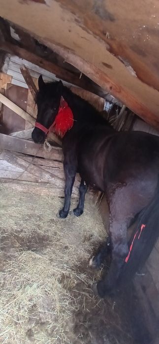 Vând 3 manji cuminți