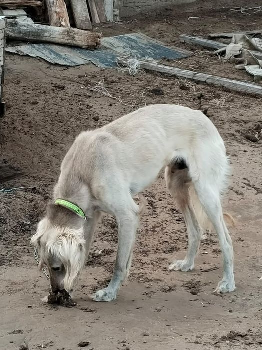 Тазы сатылады.3жаста