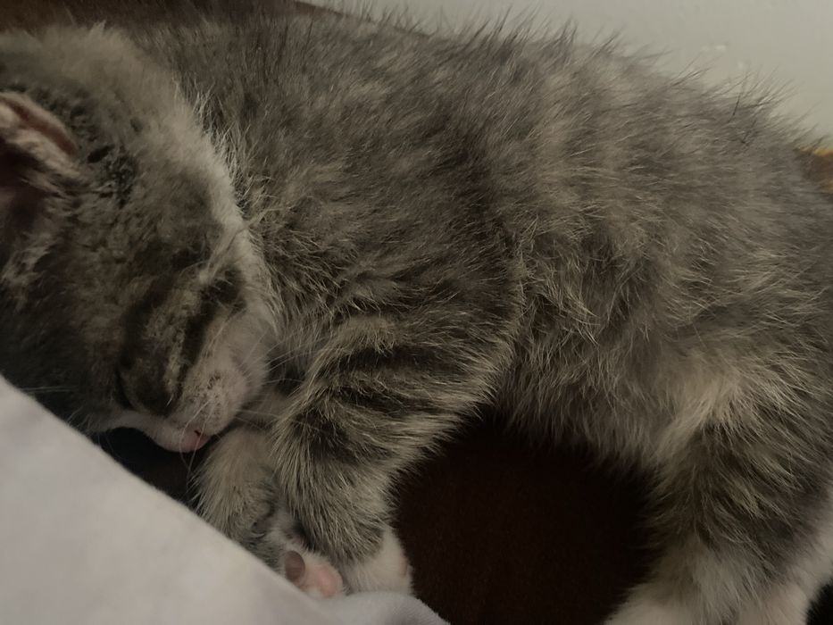 Котёнок маленький