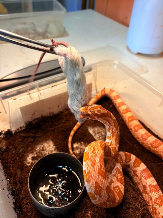 Corn snake cauta casa noua