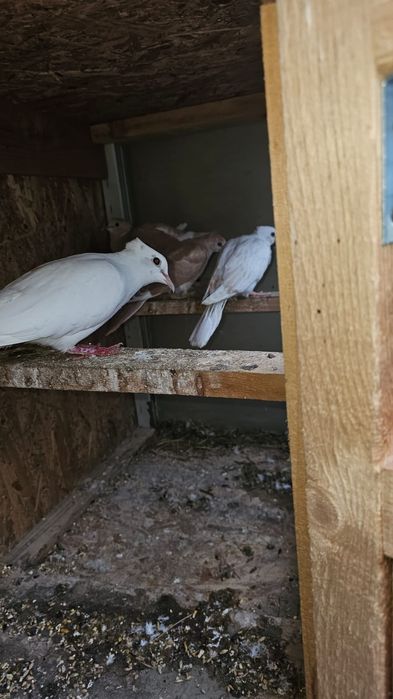 Pereche turturele razatoare talie mica