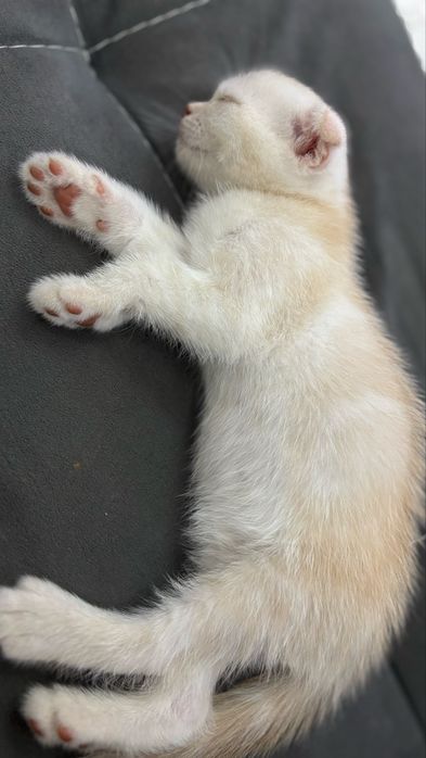 Продам шотландского вислоухого котенка