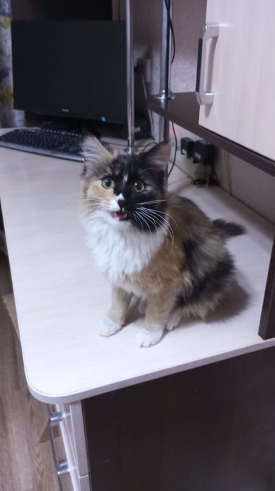 Отдадим домашних котят