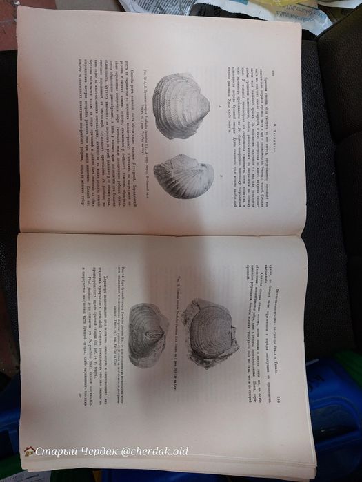 Палеонтология 1902 год