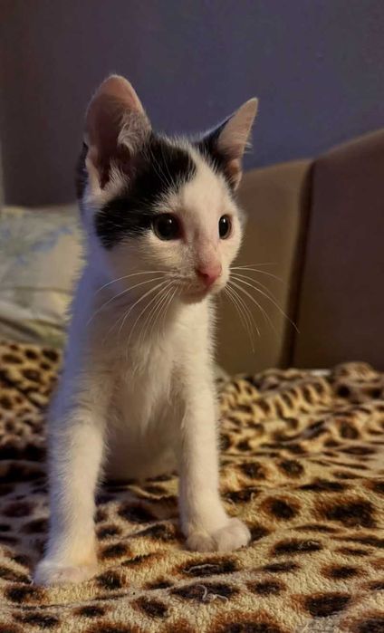 Котенок в добрые руки