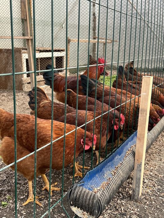 Ханхяп Hanxyp жўжалар сотиллади тозза зот Ота онаси кореядан