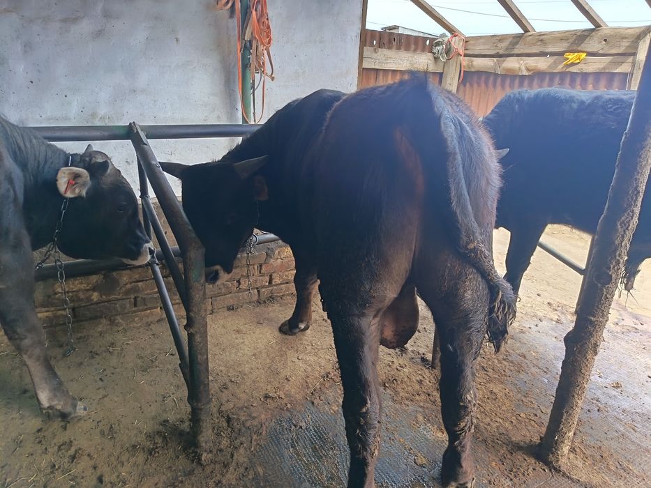 Продам упитанных Быков!