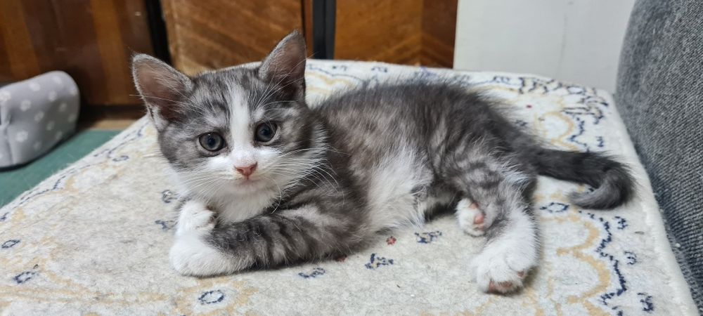 Отдам красивую кошечку