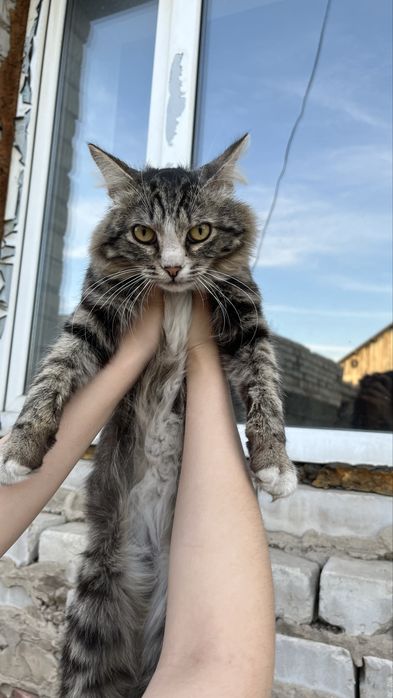 отдам котенка мальчик