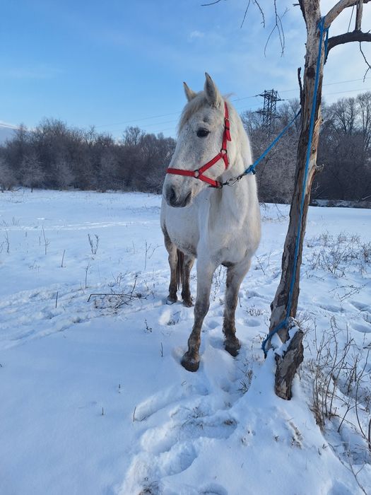 Продам кабылу Российскую