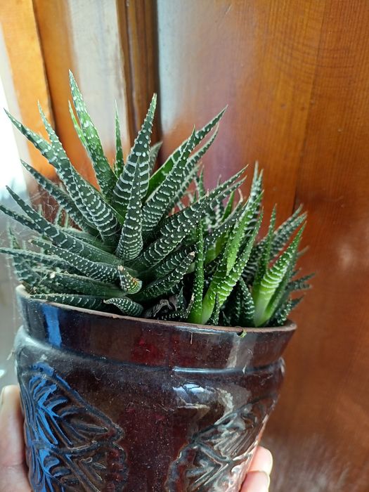 Цветы домашние  , цветущая фиалка