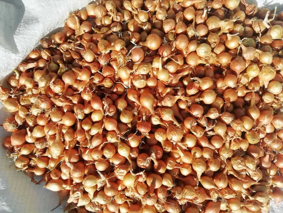 Български сух лук, арпаджик и балучка