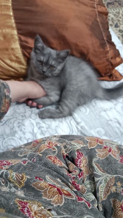 Скотч страйт 2 ойлик