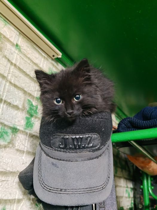 Отдадим в добрые руки