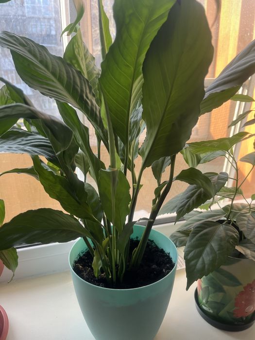 Продам Спатифиллум (женское счастье)