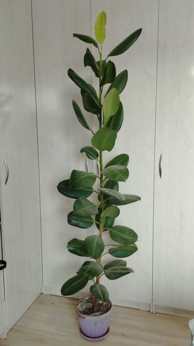 Продам шикарный фикус