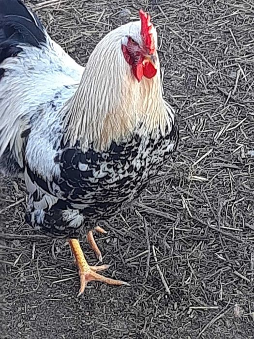 Cocoși de curte tineri frumoși