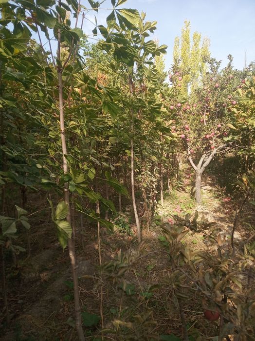 Manzarali kashtan koʻchatlar