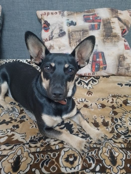 10.000тг Карликовый пинчер