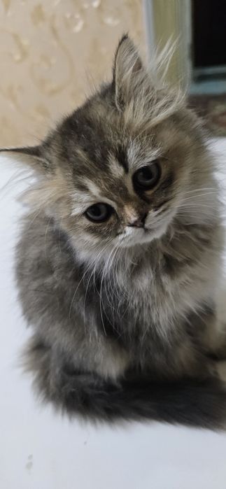 Продаётся    породистая  кошечка .  3 месяца  породистая  умная Боня