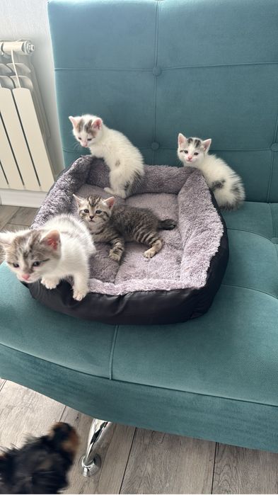 Котята девочки ищут дом