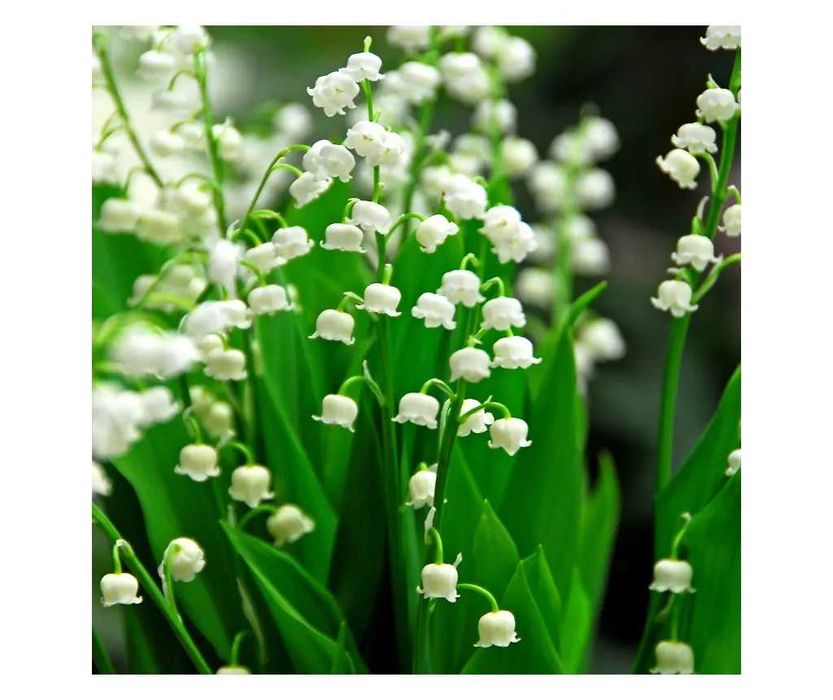 Момина сълза - коренчета