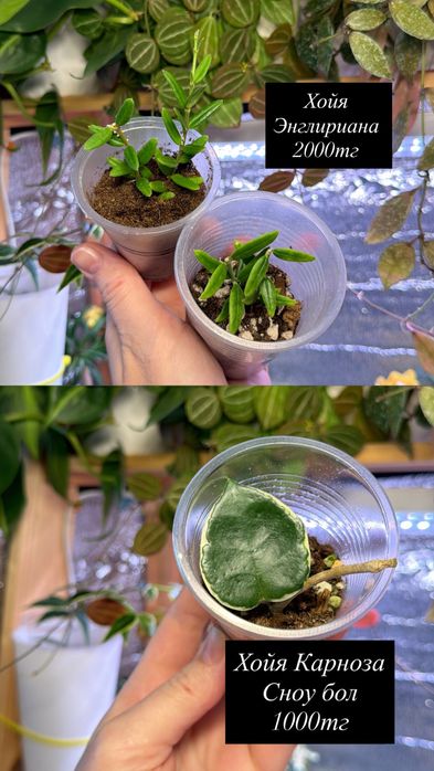 Суккуленты. Комнатные растения