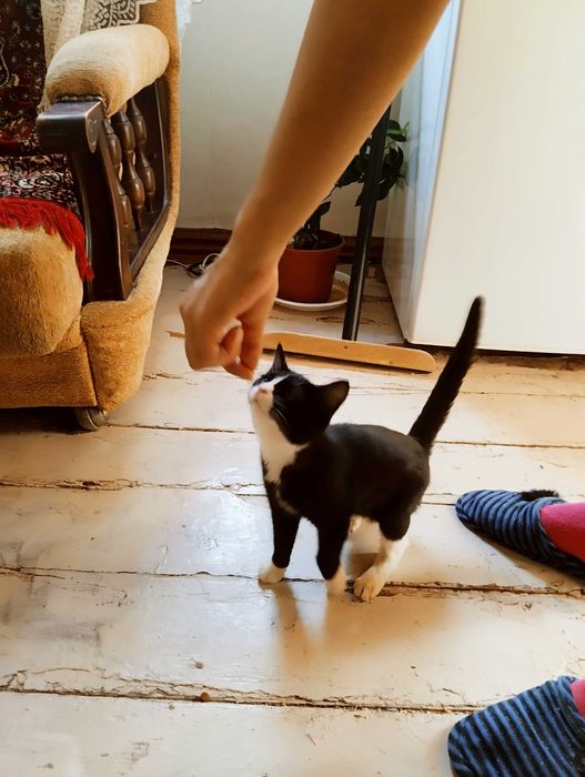 Биколорный котенок- девочка, стерилизованная  в ответственные руки