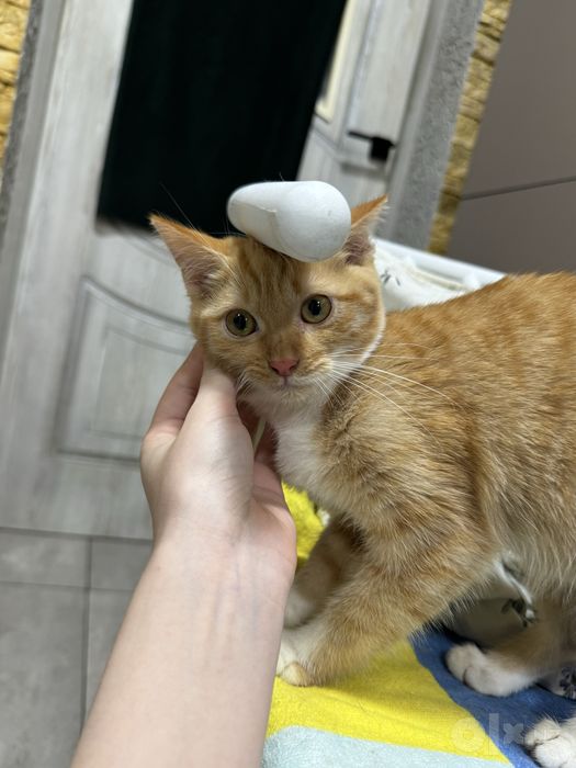Отдаю котят в ответственные руки