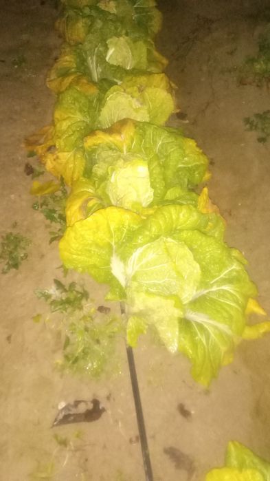 Chimchi karam bor nomi manako