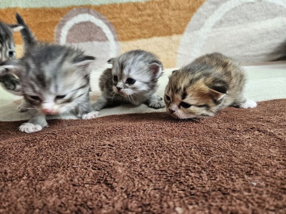 Шатланские котята