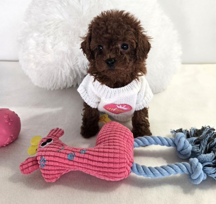 Пудел той Poodle toy с родословие чисти генетични тестове на родителите