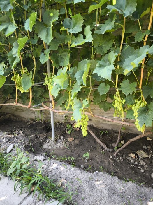 Саженцы винограда