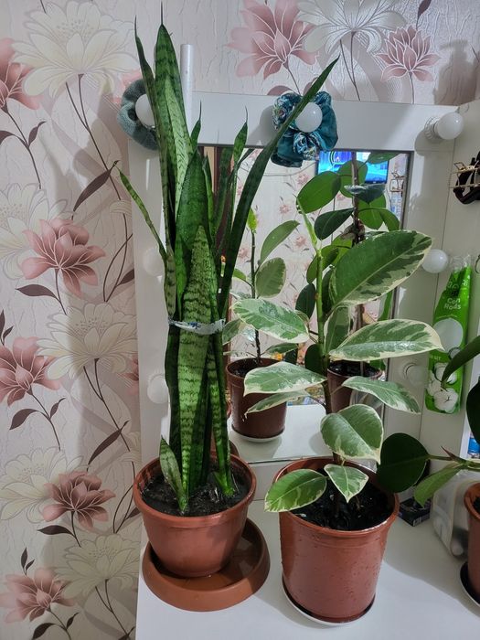 Домашние цветы продаем