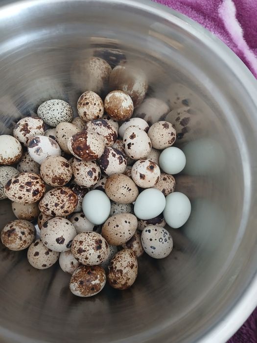 Vând oua de prepeliță pentru consum sau incubat