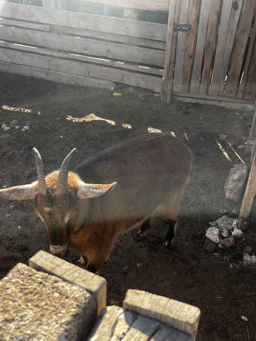 Сауын ешкі (ұрғашы буазы)