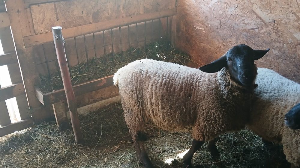 Vând berbec suffolk