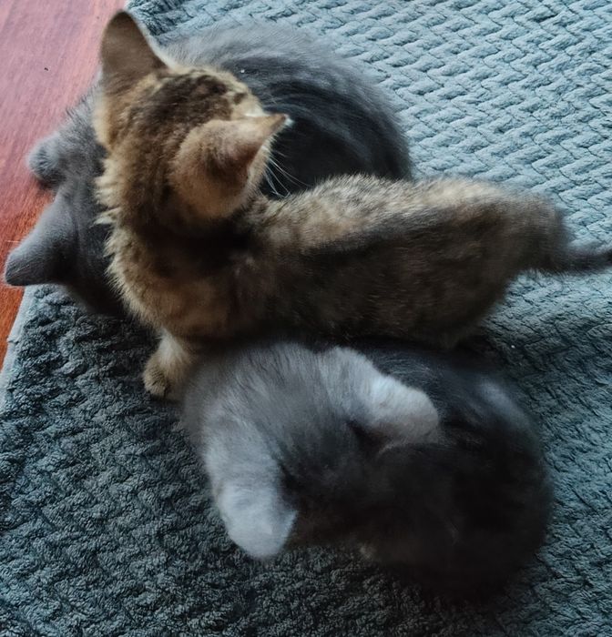 Отдам котят в хорошие руки