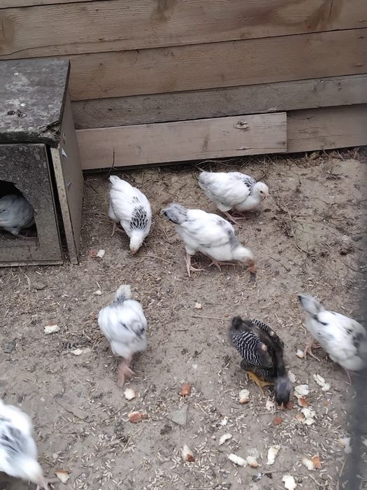 Găini.