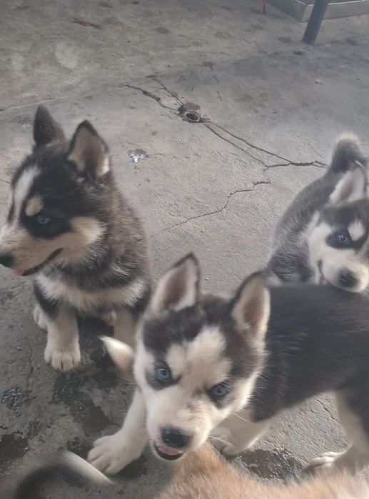 Pui husky siberian , vaccinați, deparazitati, carnet de sănătate