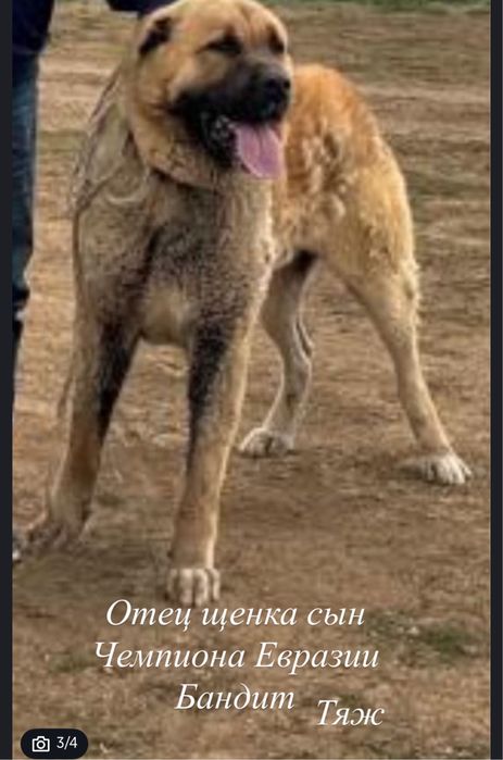 Алабай чистокровный мальчик