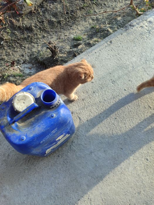 Кошка порода  (Скоттиш-фолд) жудаям акилли хали 7-8 ойлик кизалокк