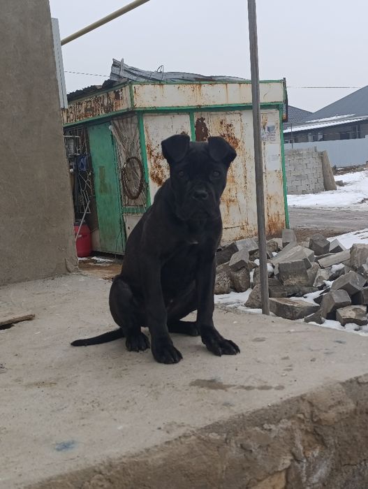 Щенок Кане корса