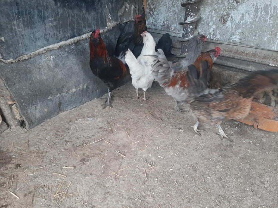 Продавам пилета Амераукана 16дневни