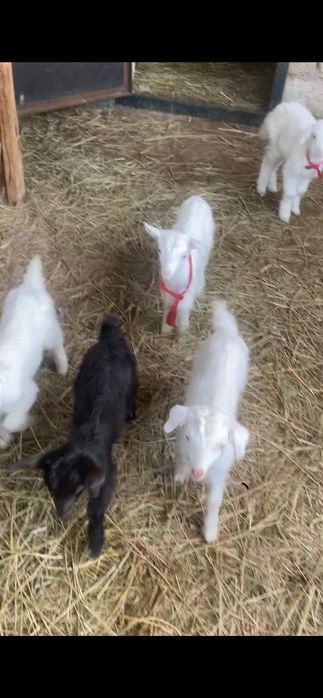 Продаются козлята